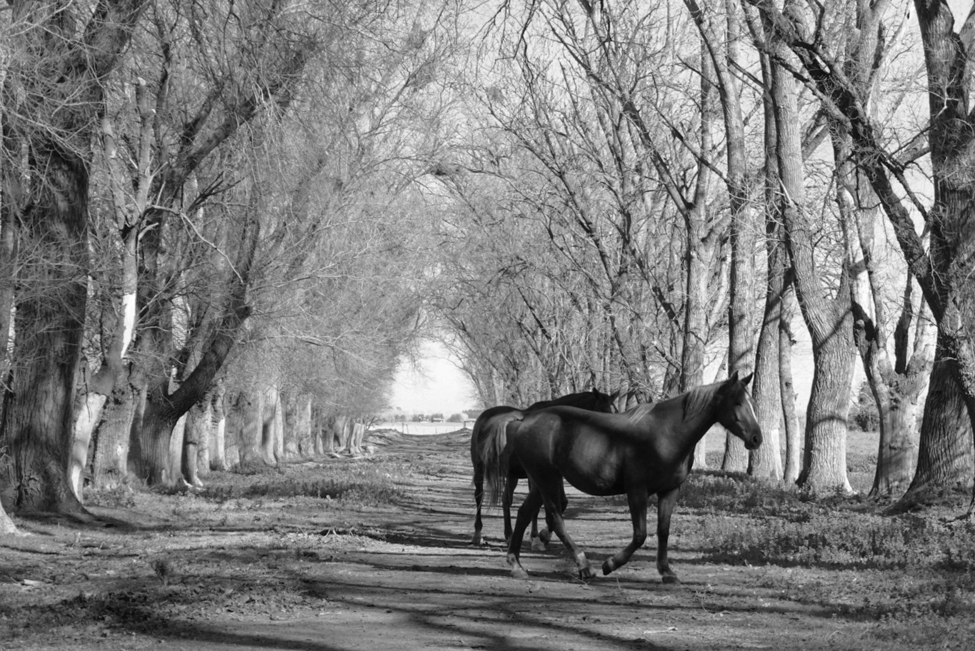Haras Llavaneras