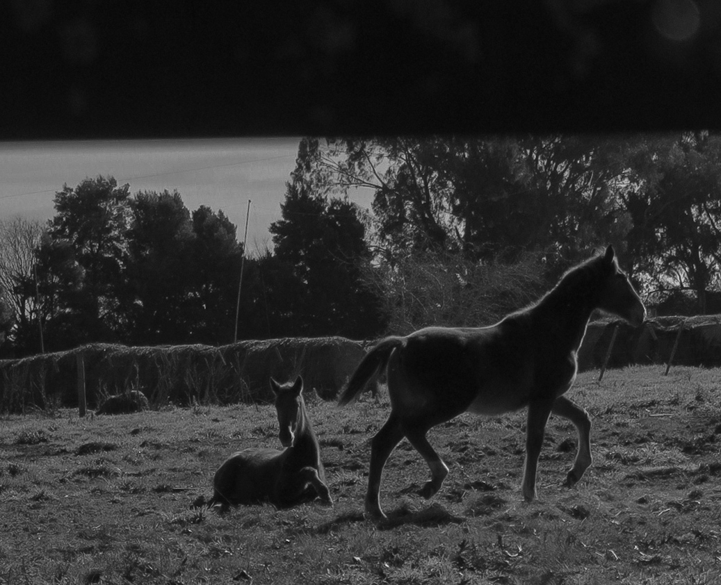 Haras Llavaneras