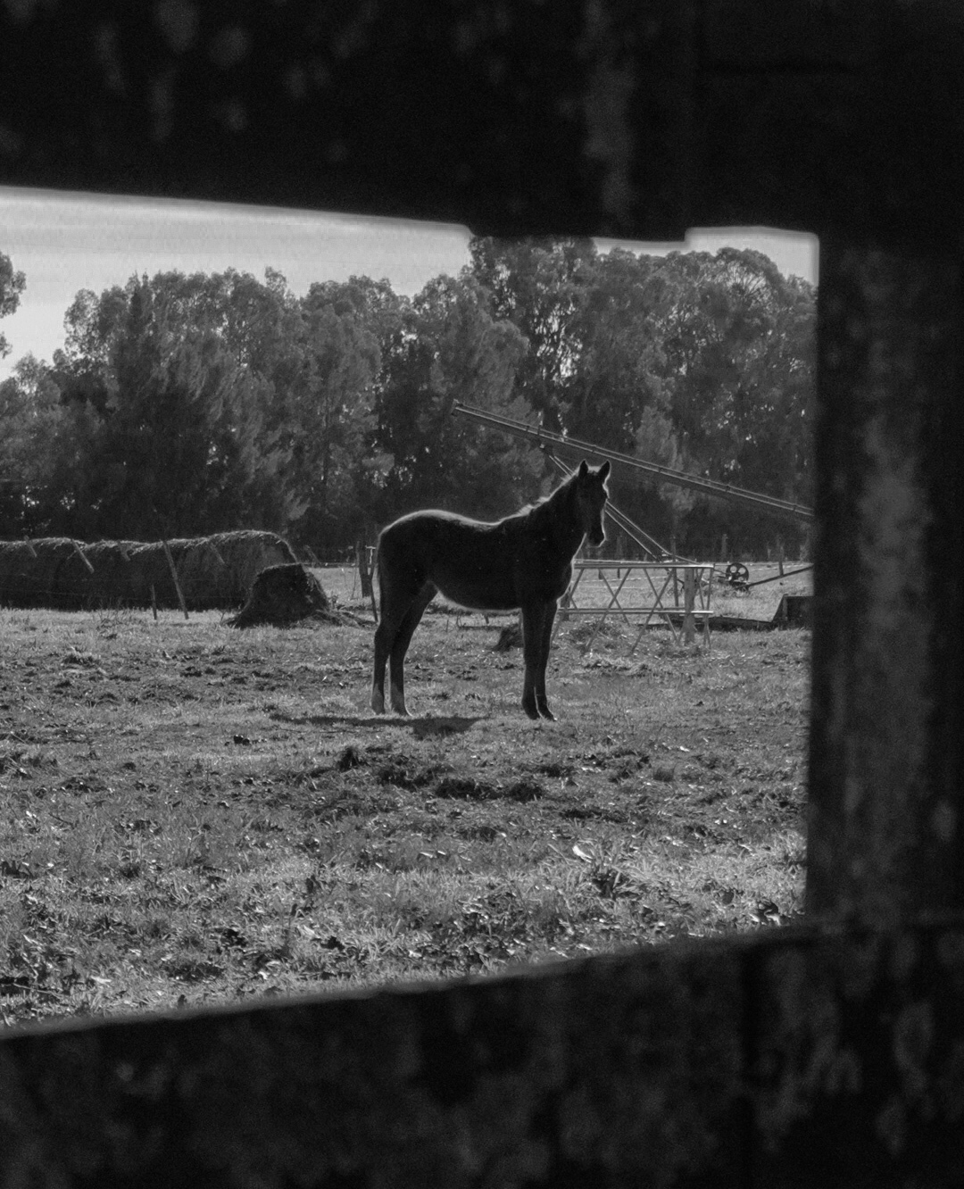 Haras Llavaneras