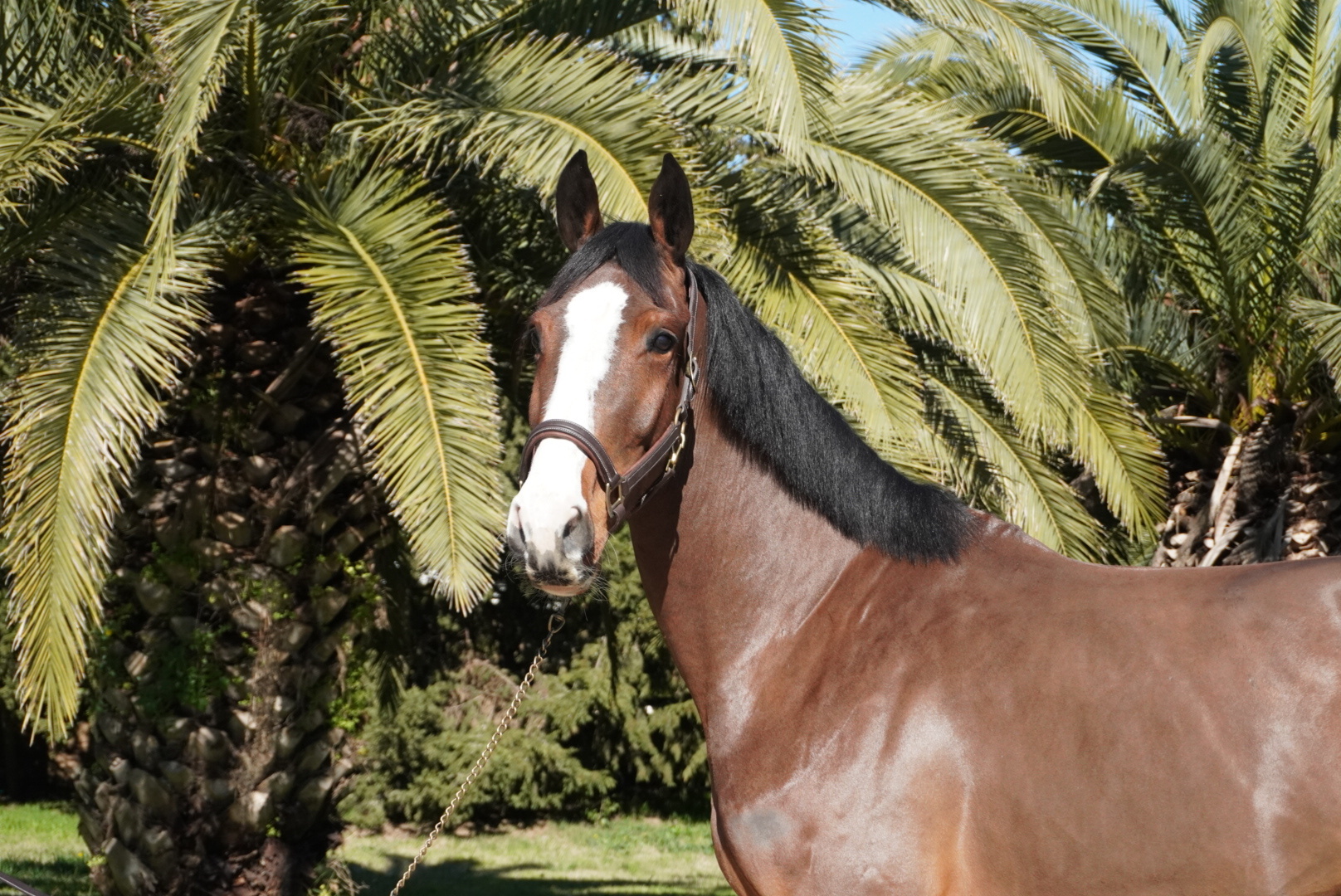 Haras Llavaneras