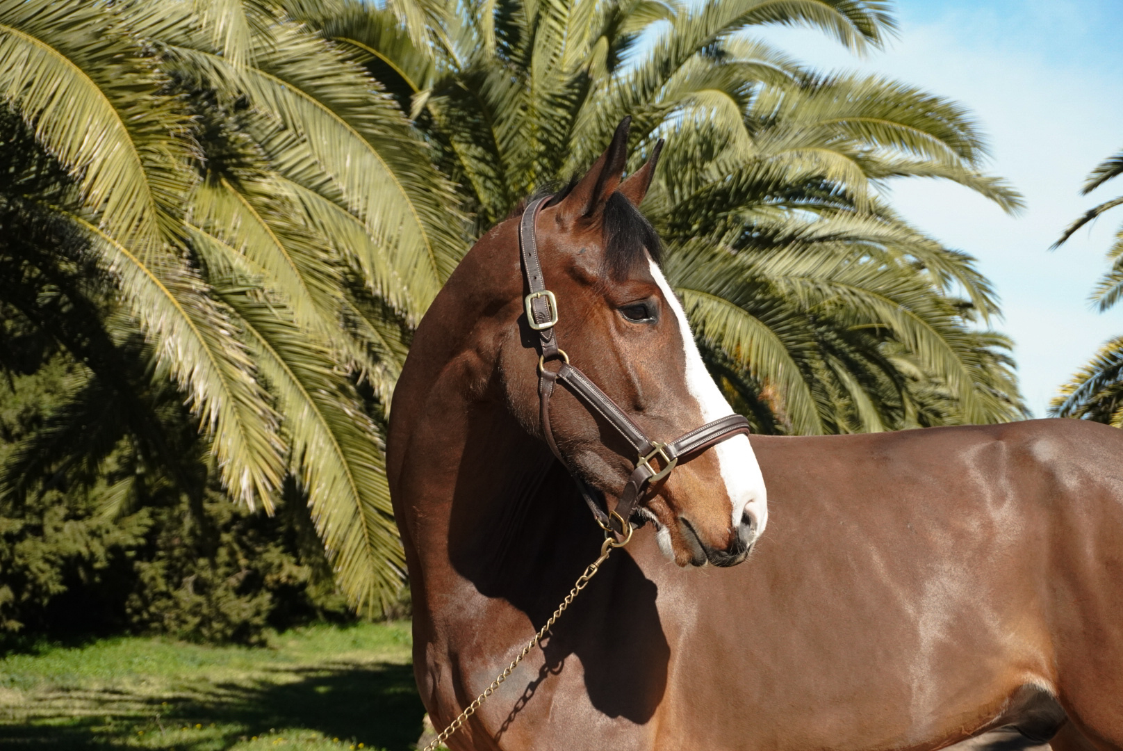 Haras Llavaneras