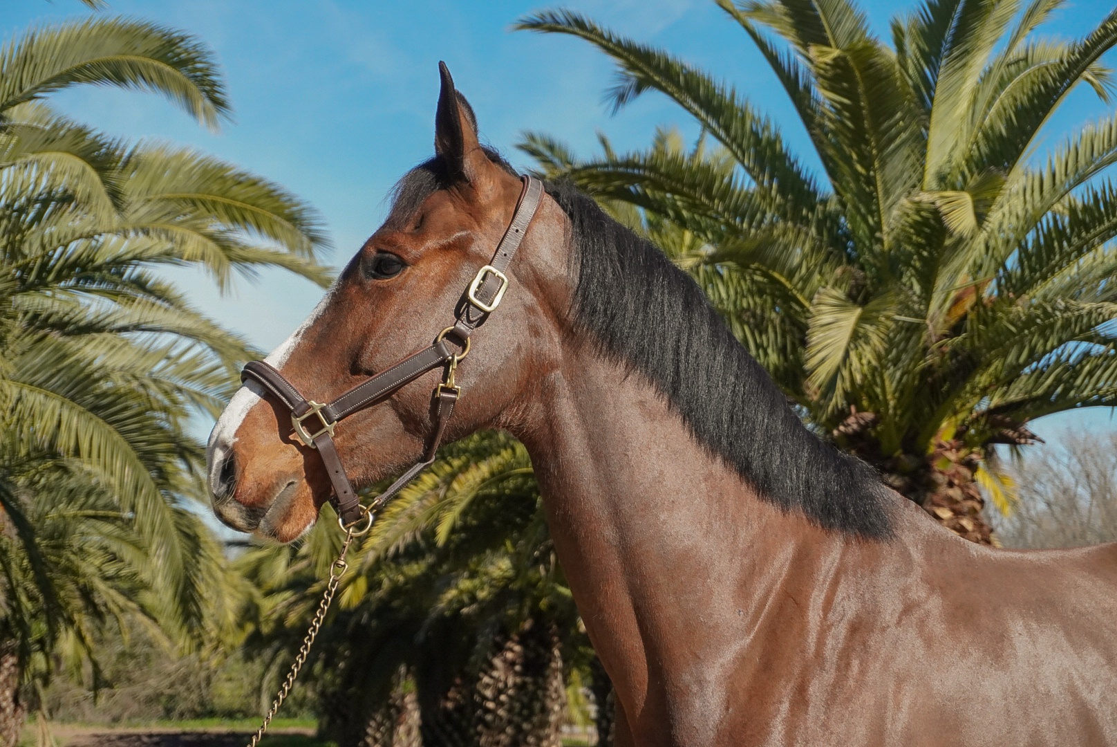 Haras Llavaneras