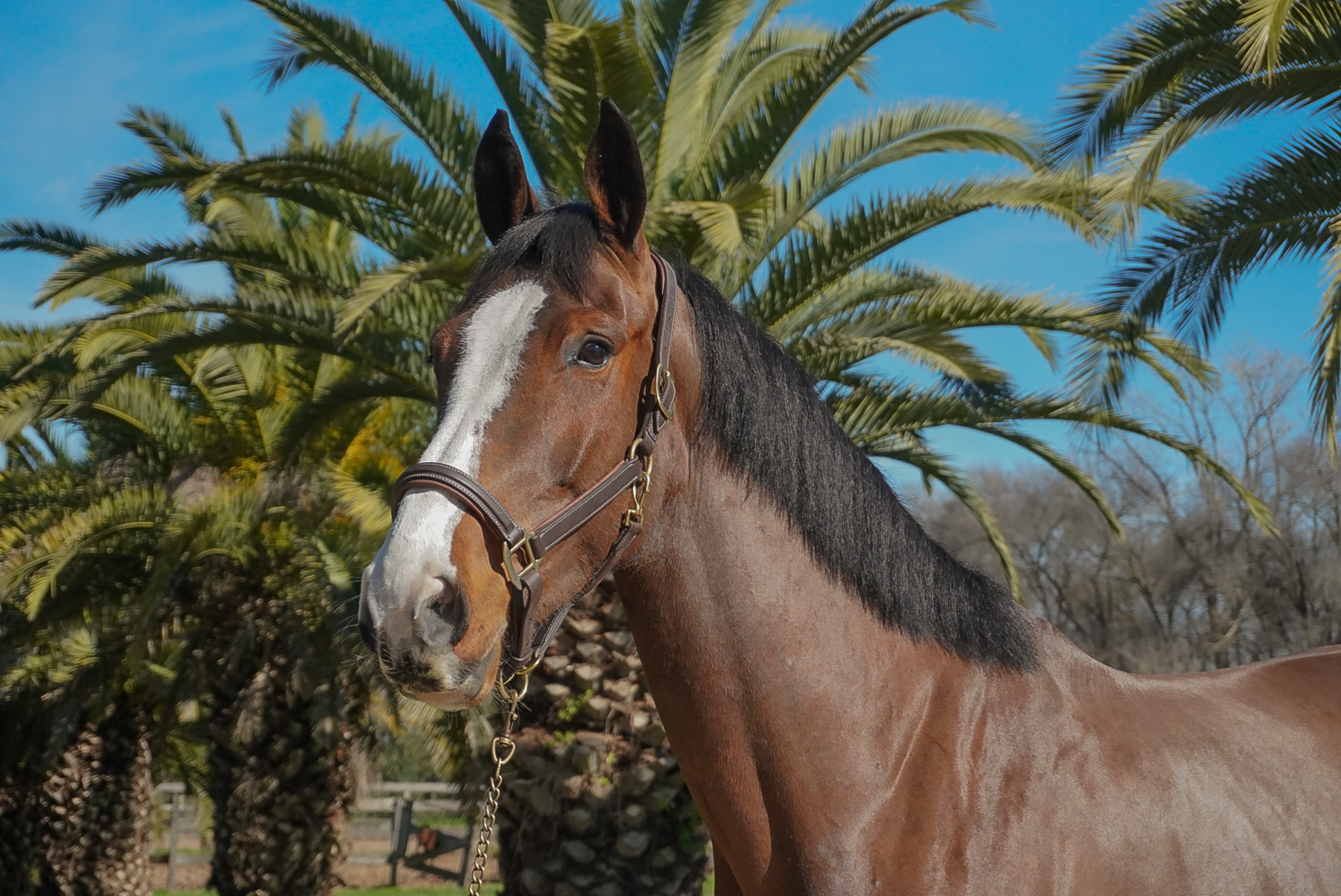 Haras Llavaneras