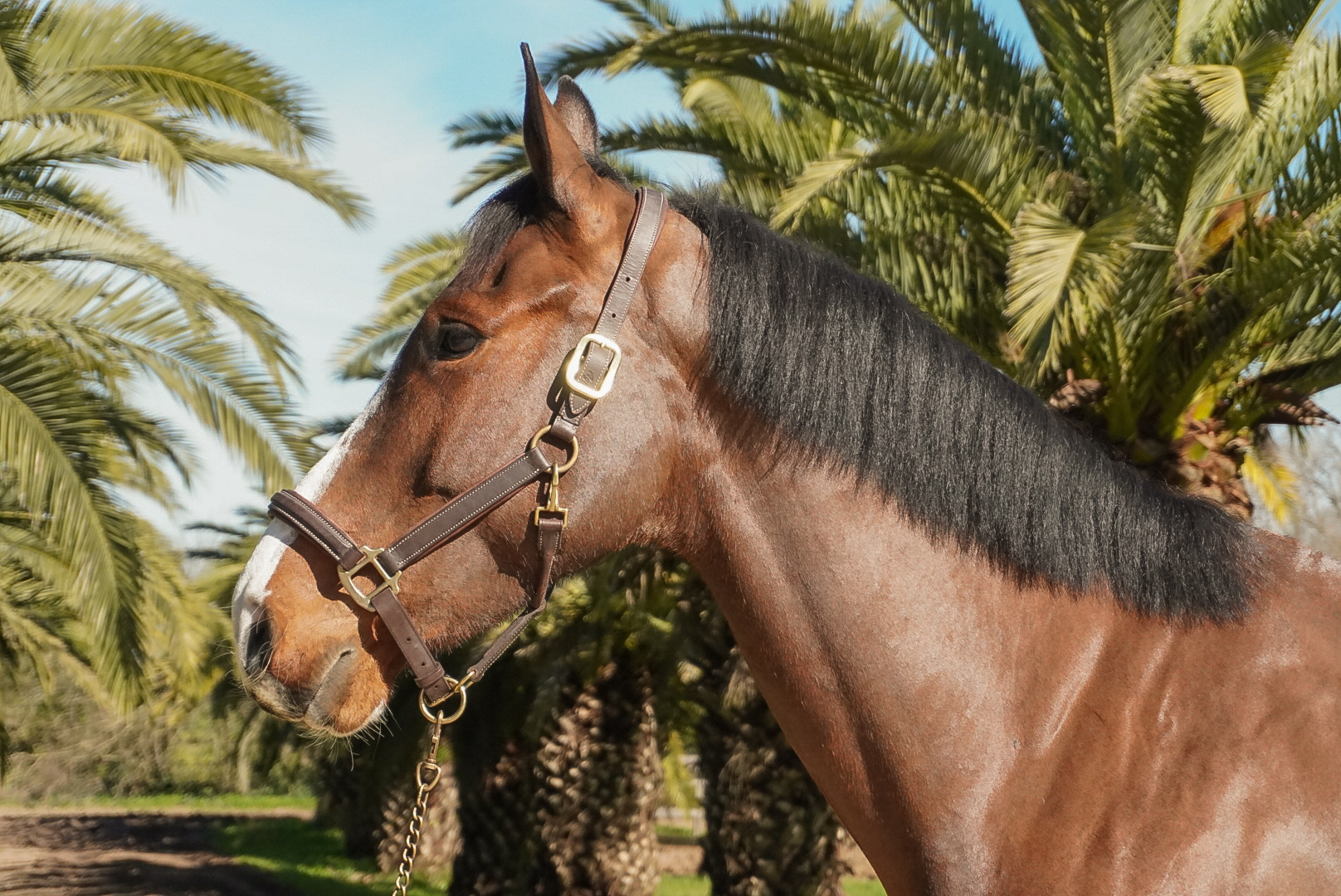 Haras Llavaneras