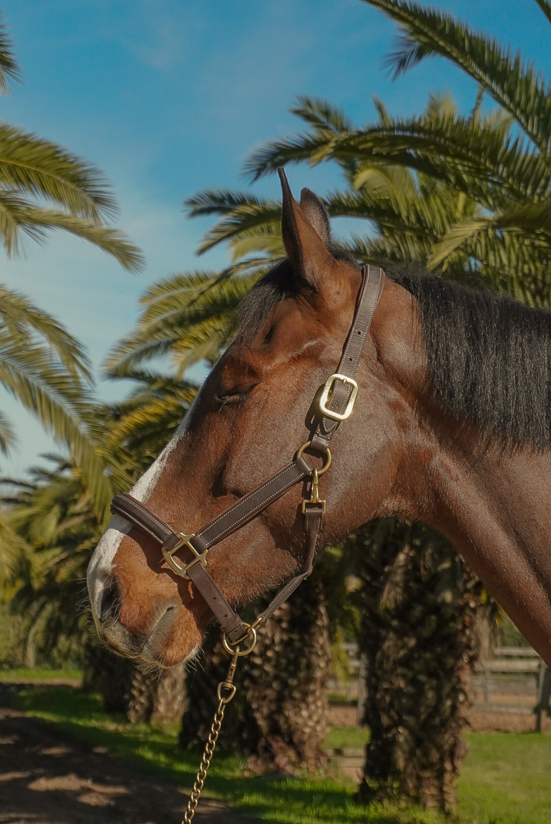 Haras Llavaneras