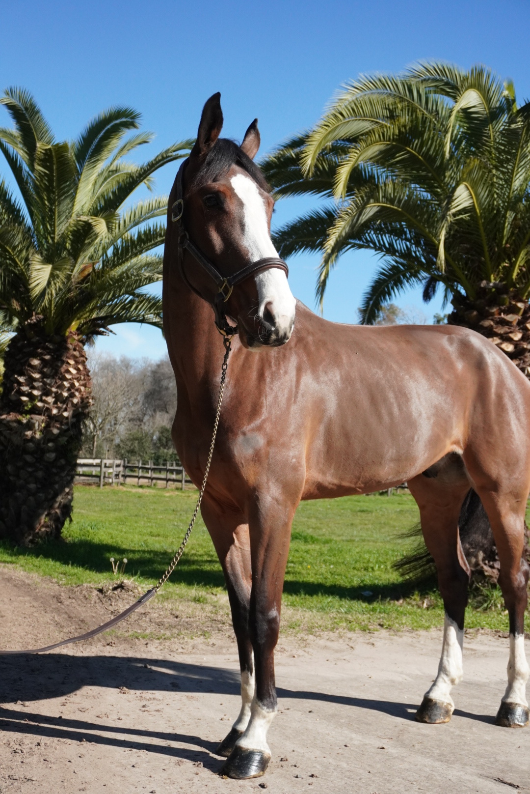 Haras Llavaneras
