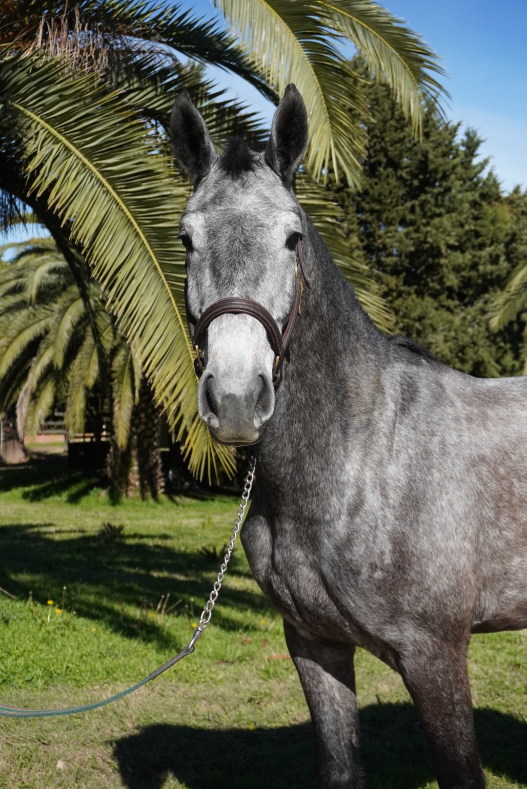 Haras Llavaneras