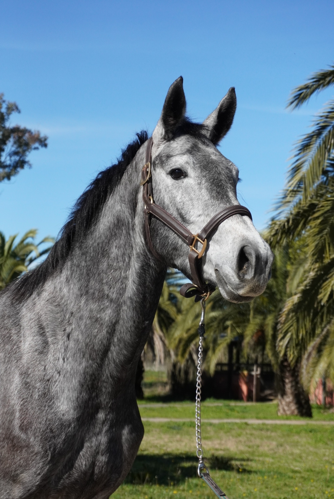 Haras Llavaneras