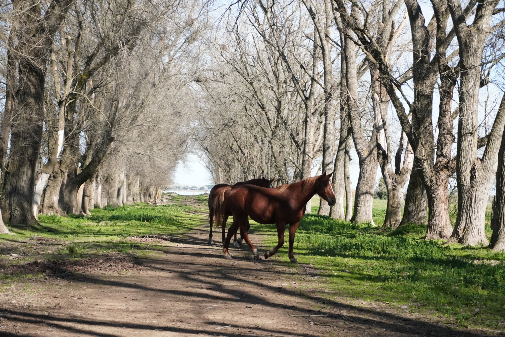 Haras Llavaneras