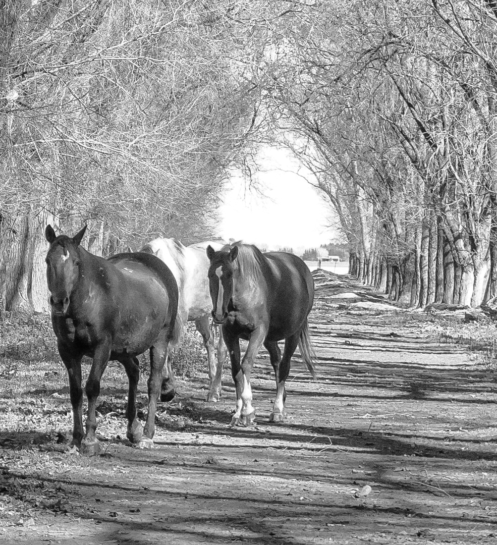 Haras Llavaneras