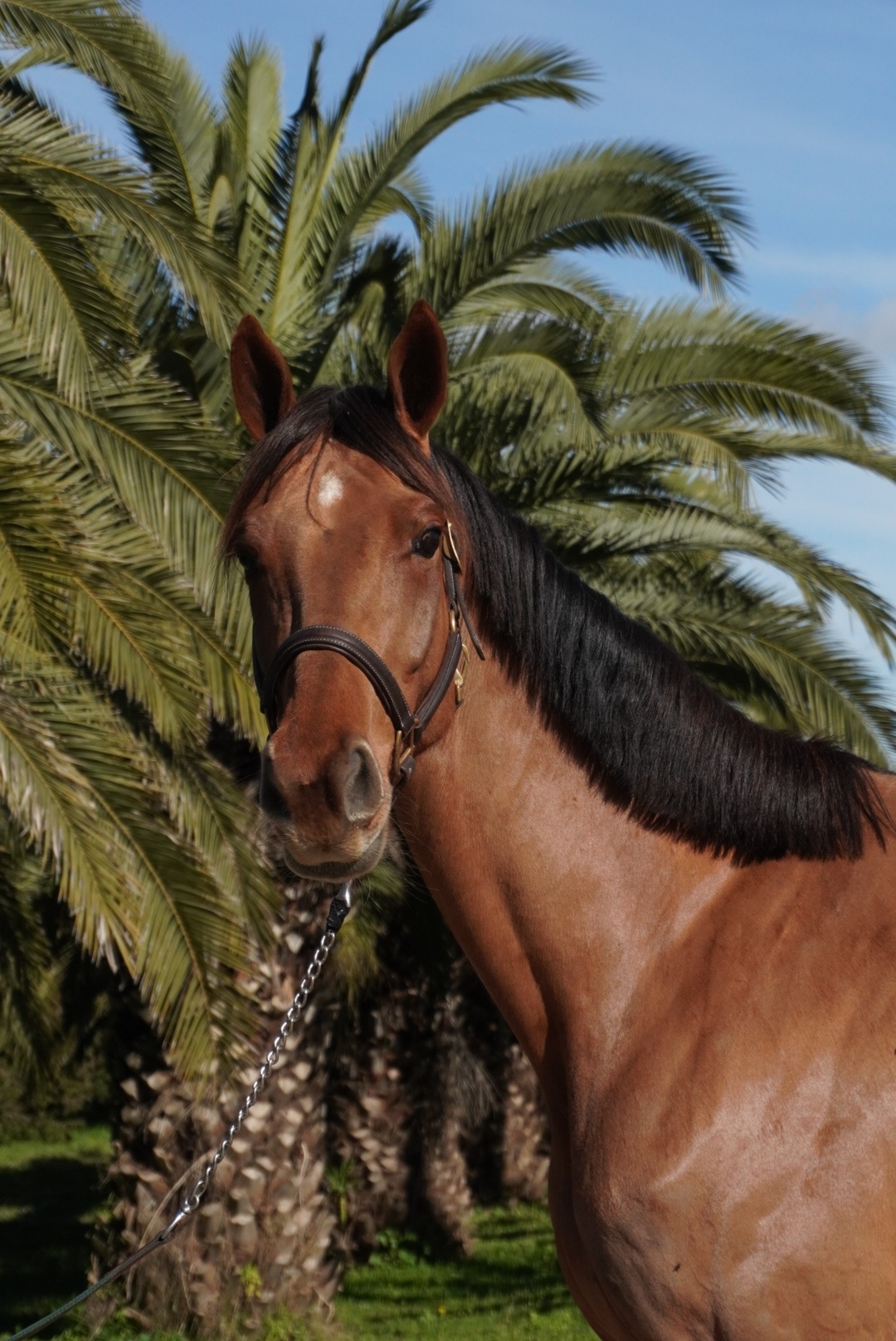 Haras Llavaneras