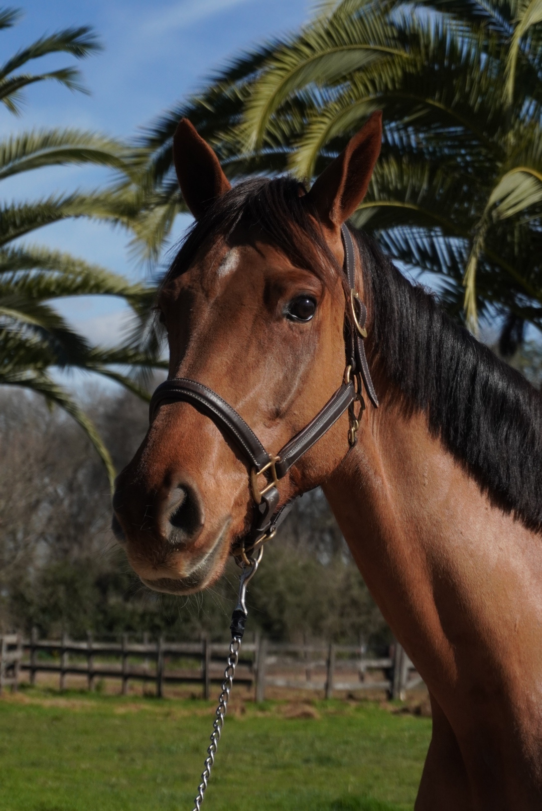 Haras Llavaneras