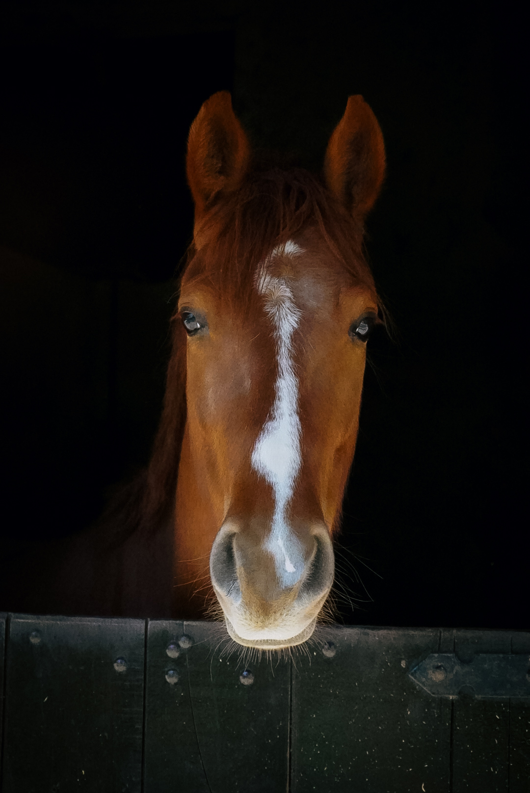 Haras Llavaneras